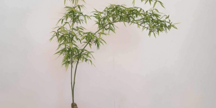 Tre Bonsai - Thú Chơi Mới Của Dân Sài Gòn